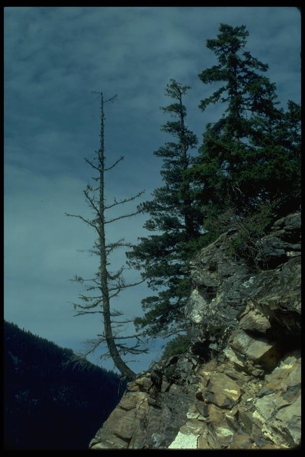 009004 Trees Growing From Steep Rocks A4 Photo Print