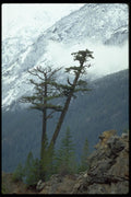 009005 Trees Below Snowline A4 Photo Print