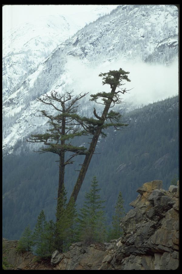 009005 Trees Below Snowline A4 Photo Print