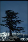 009006 Windblown Tree On Mountaintop A4 Photo Print