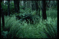 009007 Ferns In Forest A4 Photo Print