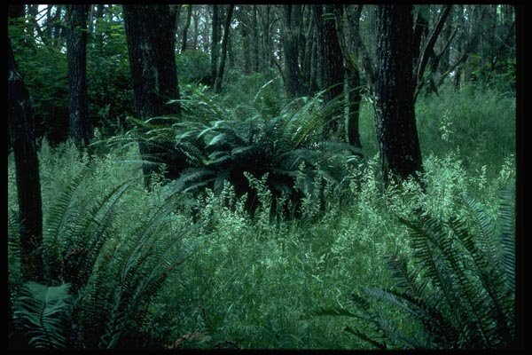 009007 Ferns In Forest A4 Photo Print