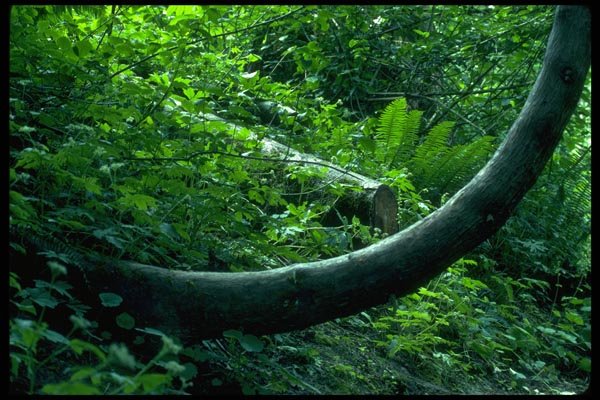 009008 Curved Tree Trunk In Forest A4 Photo Print