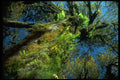 009009 Moss And Fern Covered Tree A4 Photo Print