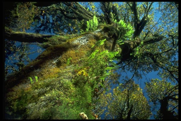 009009 Moss And Fern Covered Tree A4 Photo Print