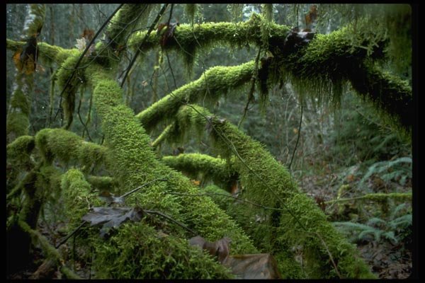 009010 Moss Covered Down Trees A4 Photo Print