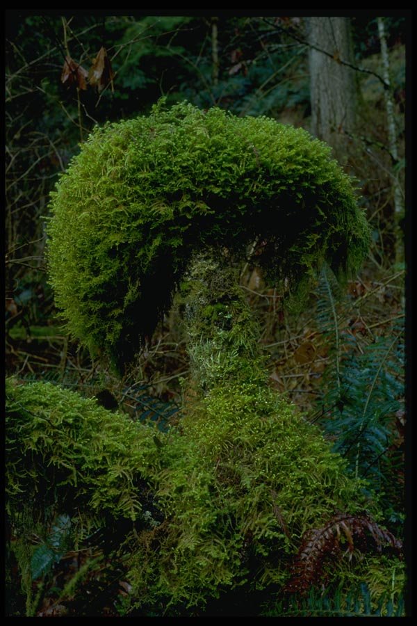 009011 Clump Of Moss A4 Photo Print