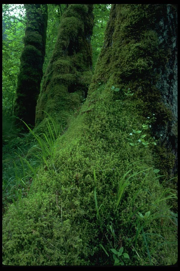 009012 Moss Covered Tree Trunks A4 Photo Print