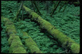 009013 Old Logs On Forest Floor A4 Photo Print