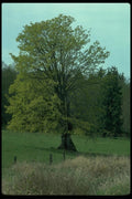 009014 Tree In Pasture A4 Photo Print