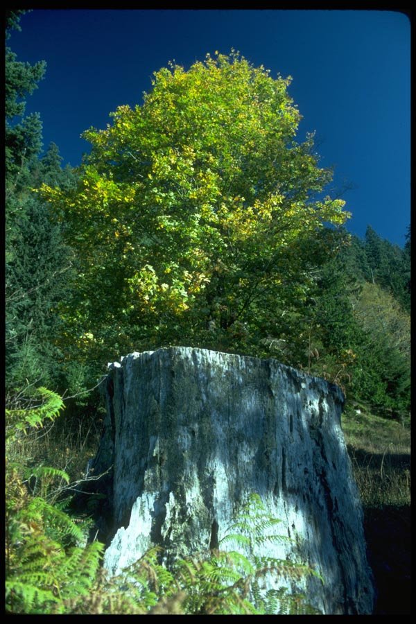 009015 Old Growth Gray Tree Trunk A4 Photo Print