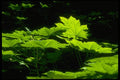 009016 Sunlit Lobed Leaves A4 Photo Print