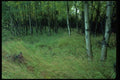 009018 Birch Trees And Grass A4 Photo Print