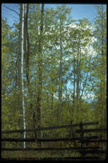 009019 Birch Trees And Wooden Fence A4 Photo Print