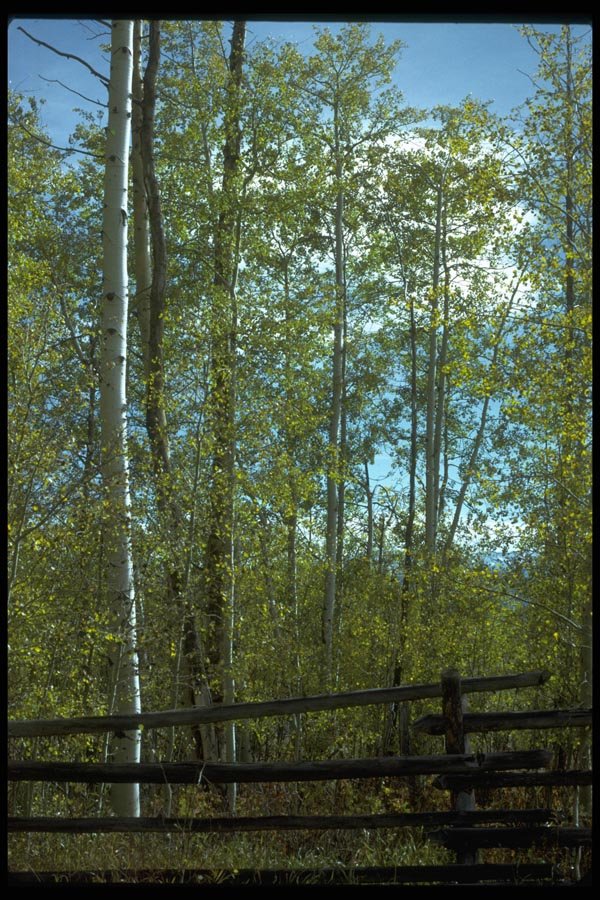 009019 Birch Trees And Wooden Fence A4 Photo Print