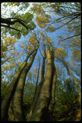 009020 Sunlit Trees In Fall A4 Photo Print