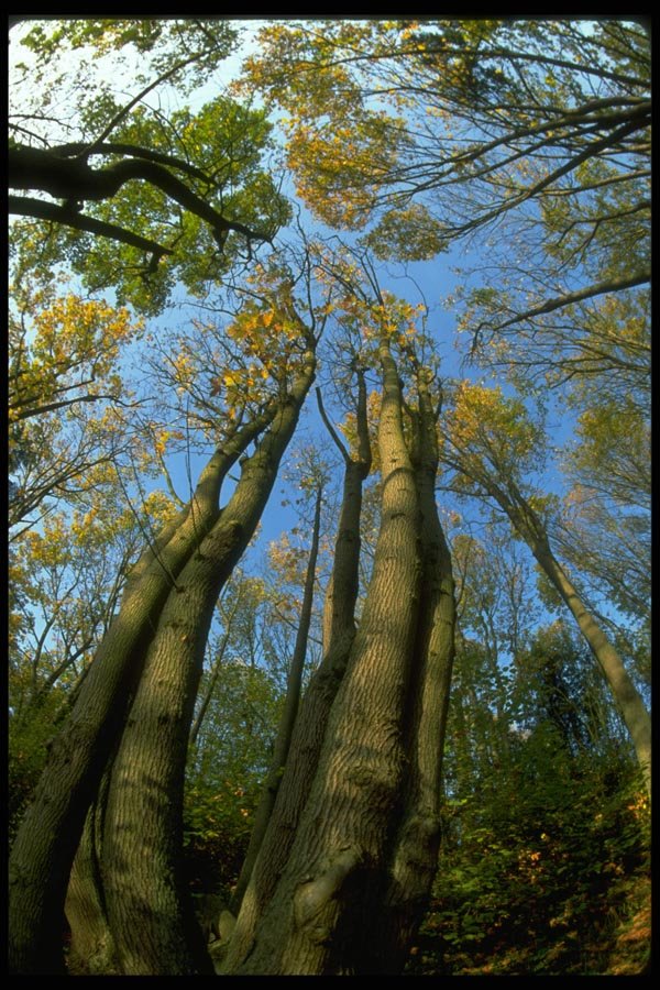 009020 Sunlit Trees In Fall A4 Photo Print