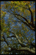 009021 Looking Up Through Yellow Trees A4 Photo Print