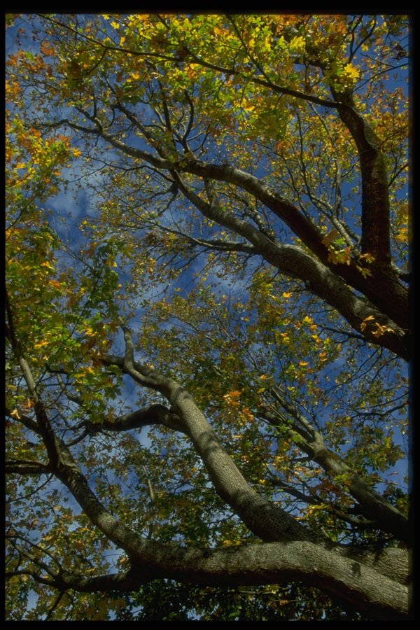 009021 Looking Up Through Yellow Trees A4 Photo Print