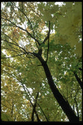 009022 Maples In Fall A4 Photo Print