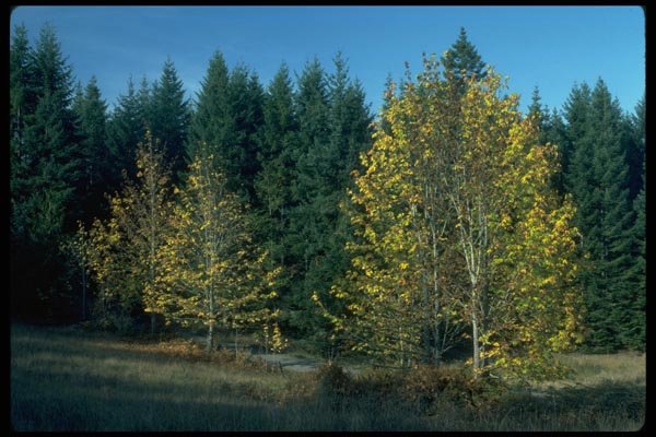 009023 Yellow Trees, Firs A4 Photo Print