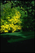 009024 Yellow Tree In Park A4 Photo Print