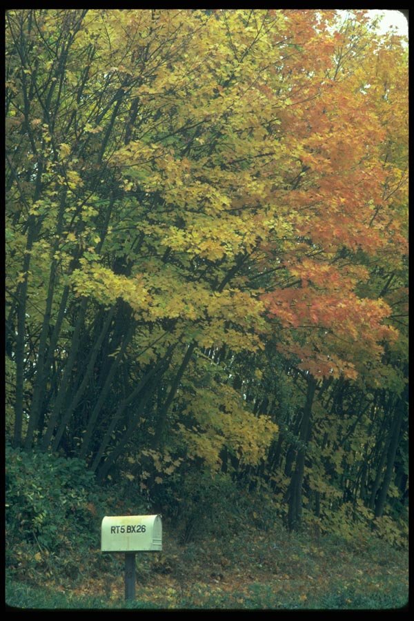 009025 Rural Mailbox With Fall Foliage A4 Photo Print