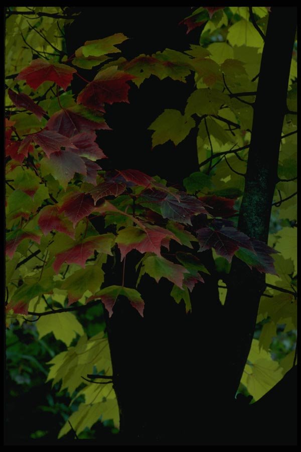 009026 Red And Yellow Maple With Black Trunk A4 Photo Print