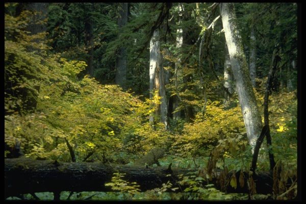 009027 Yellow Foliage In The Forest A4 Photo Print