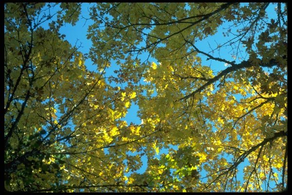 009028 Below Yellow Leaved Trees A4 Photo Print