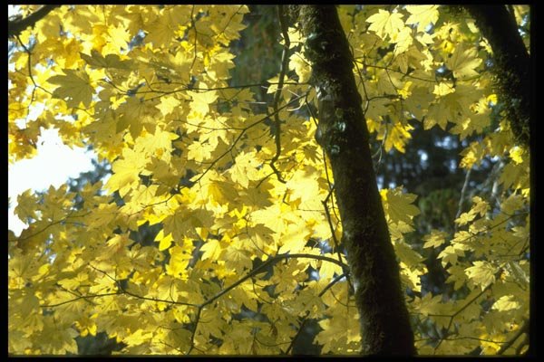 009029 Below Yellow Branches A4 Photo Print