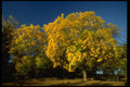 009030 Rounded Yellow Trees A4 Photo Print