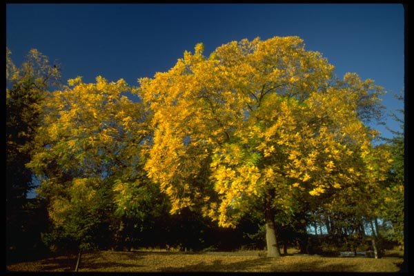 009030 Rounded Yellow Trees A4 Photo Print