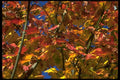 009032 Red Vine Maple Close Up A4 Photo Print