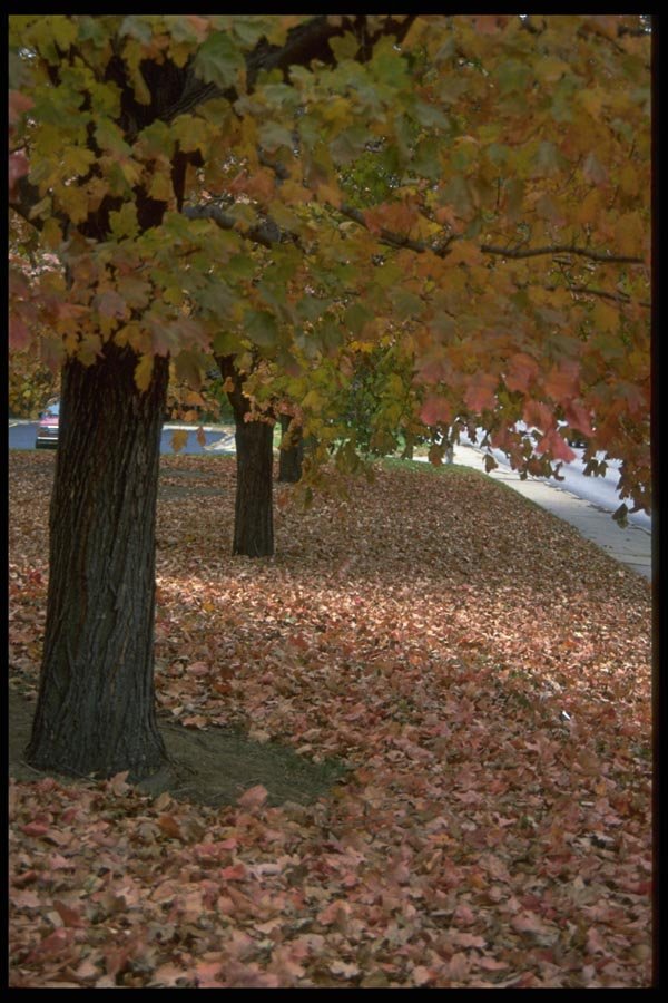 009033 Red Leaves Under Trees A4 Photo Print