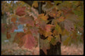 009034 Red Leaves Close Up A4 Photo Print