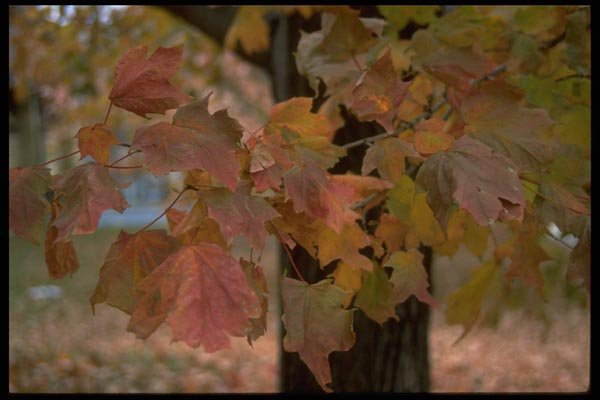 009034 Red Leaves Close Up A4 Photo Print