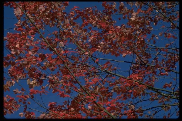 009035 Blue Sky Through Red Maples Leaves A4 Photo Print