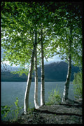 009036 Lake By Young Trees A4 Photo Print