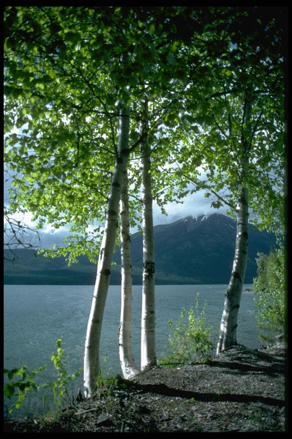 009036 Lake By Young Trees A4 Photo Print
