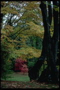 009037 Red And Yellow Maples In Park A4 Photo Print