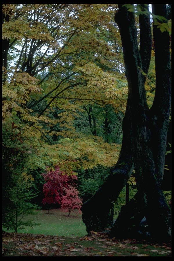 009037 Red And Yellow Maples In Park A4 Photo Print