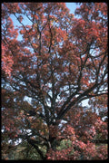 009039 Large Tree, Orange Leaves A4 Photo Print