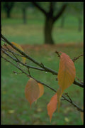 009040 Orange Leaves Close Up A4 Photo Print
