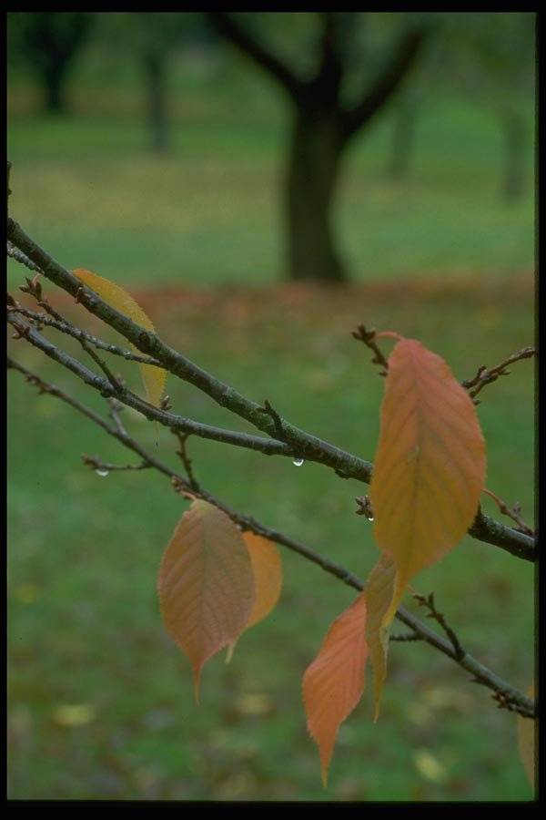 009040 Orange Leaves Close Up A4 Photo Print
