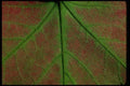 009041 Red Leaf, Green Veins Close Up A4 Photo Print