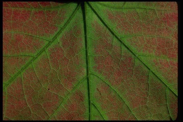 009041 Red Leaf, Green Veins Close Up A4 Photo Print