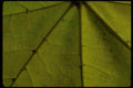 009042 Yellow Leaf Close Up A4 Photo Print