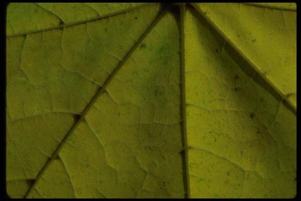 009042 Yellow Leaf Close Up A4 Photo Print