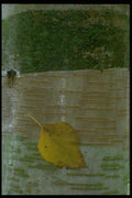 009043 Yellow Leaf On Bark A4 Photo Print